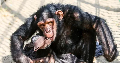 Природные модели: Шимпанзе в объективе природы