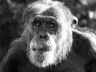 Экспрессия лица: Как Шимпанзе выражают эмоции