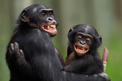 Восхитительная природа: Шимпанзе в своем естественном окружении