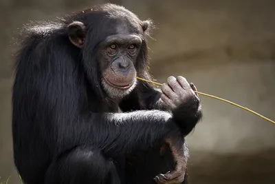 Загадочные обезьяны: Лучшие фото Шимпанзе в 4K