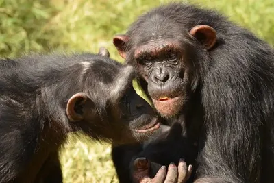 Охраняемые виды: Спасение Шимпанзе на фотографиях