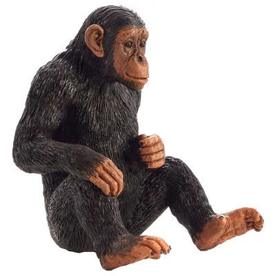 Эволюция в действии: Шимпанзе и их изменяющийся мир