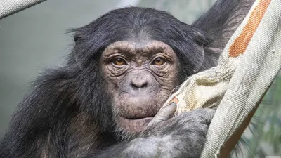 В поисках приключений: Путешествие Шимпанзе в лесах