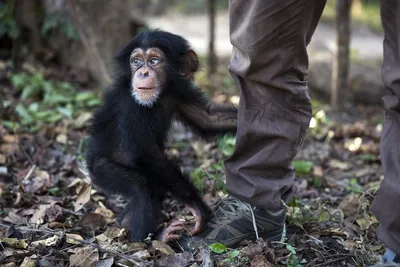 Лидеры джунглей: Шимпанзе и их роль в обществе на фото