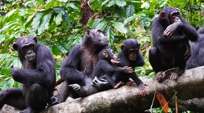 Рисунок обезьяны: Увлекательный мир обитателей джунглей