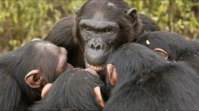 Full HD изображения Шимпанзе: Красота природы в каждой детали