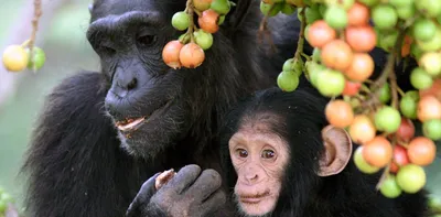Фотография Шимпанзе в 4K: Очарование дикой жизни