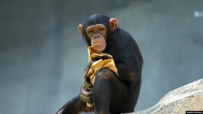 Фон с Шимпанзе: Завораживающая картина животного царства