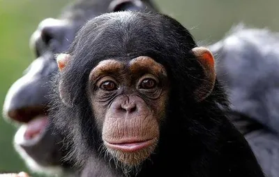 Скачать фото Шимпанзе: Погружение в мир обезьян