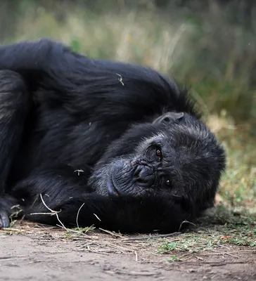 Изображения Шимпанзе в webp: Современные технологии в фотографии