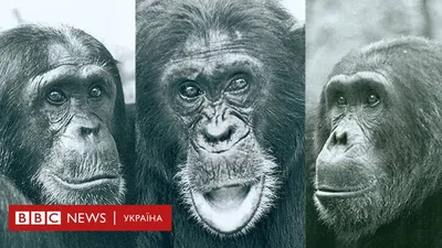 Гиф с обезьянами: Забавные моменты жизни в джунглях