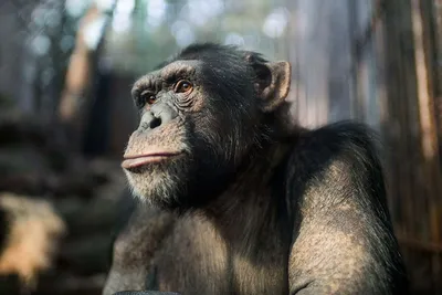 Шимпанзе в png: Прозрачность в изображении дикой природы