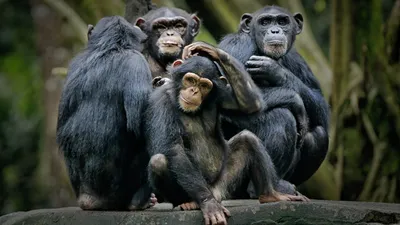 Рисунки Шимпанзе в разрешении 2024: Погружение в будущее фотоискусства