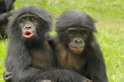 Обои на телефон с шимпанзе: удивительные фото для вашего смартфона