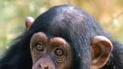 Фотографии шимпанзе Full HD: качественные изображения для вашего рабочего стола