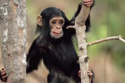 4K обои с шимпанзе: невероятные детали в высоком разрешении
