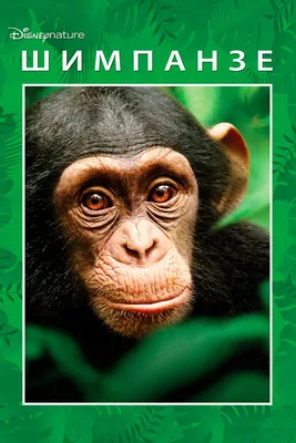 Шимпанзе 2024: фотографии обезьян в свежем формате