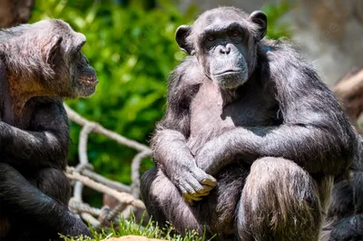 Скачать бесплатно: коллекция шимпанзе в хорошем качестве