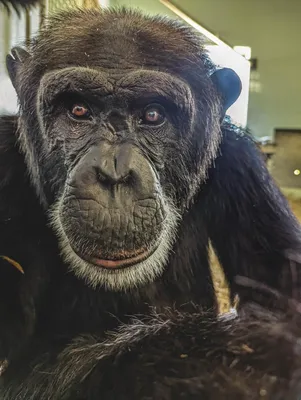 Фотографии шимпанзе на айфон: стильные обои для вашего iPhone