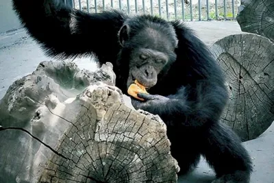 Android и шимпанзе: фотографии для любителей обезьян