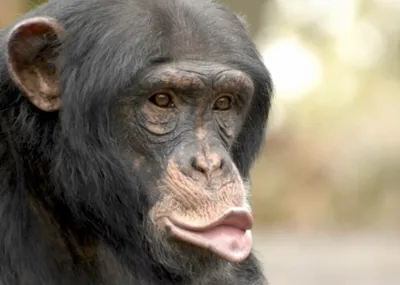 Шимпанзе на рабочий стол: яркие изображения для вашего компьютера