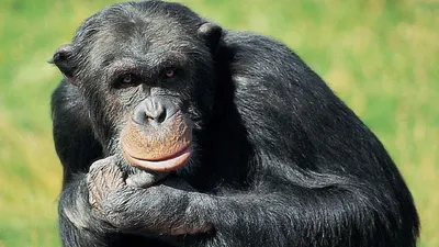 HD Фото Шимпанзе: Бесплатные скачивания в различных форматах