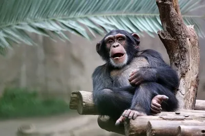Фото на андроид: шимпанзе в высоком разрешении