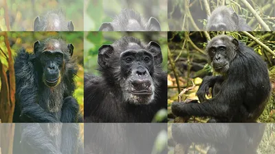Шимпанзе в HD: потрясающие изображения с высокой четкостью