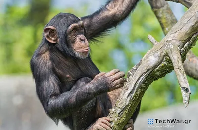 Рисунки шимпанзе: творческий подход к представлению обезьян