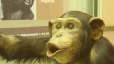 Шимпанзе на свободе: естественные фотографии в их естественной среде