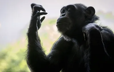 Арт с шимпанзе: выразительные и уникальные изображения