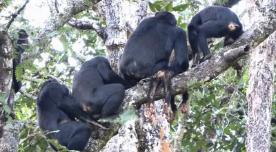 Фотографии шимпанзе для iOS: подборка для любителей Apple устройств