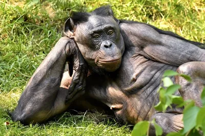 Шимпанзе фотографии