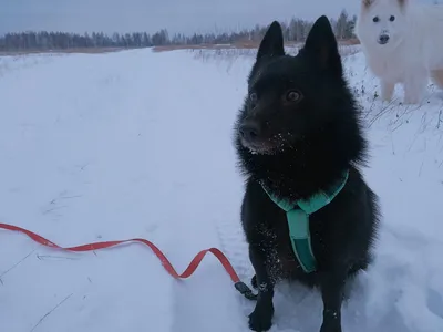 Шипперке: маленький пес с большим умом