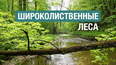 Прикоснитесь к природе с помощью вдохновляющих фото широколиственных лесов