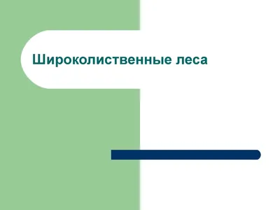 Обои на телефон: Широколиственные леса в качестве HD для вашего смартфона