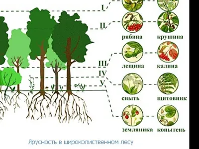 Фотография широколиственного леса в 4K — скачать бесплатно