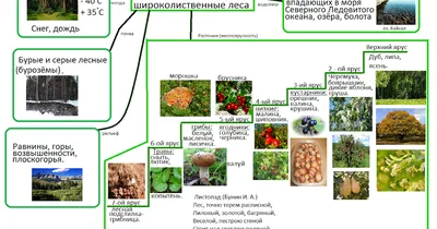 Фотка широколиственного леса в хорошем качестве — бесплатное скачивание