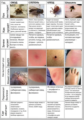 Шишка после укуса клеща: Увеличенные детали на фотографии