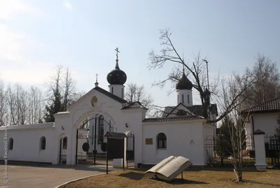 Зеленый оазис Шишкин леса: Фотографии с природой