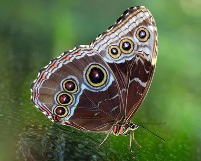 Фотка бабочки Шоколадница - Очаровательное изображение для скачивания