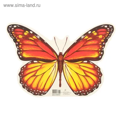 Фото бабочки Шоколадница - Шедевр для коллекции