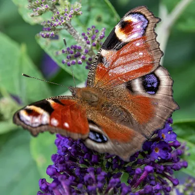 Шоколадница бабочка - Уникальная фотография для декоративных целей