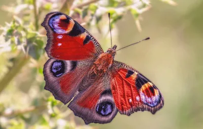Фотка бабочки Шоколадница - Прекрасное изображение для скачивания