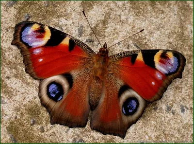 Удивительная фотография бабочки Шоколадница