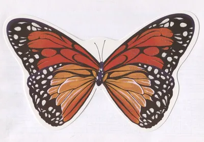 Шоколадница бабочка - Великолепная картинка в стиле WebP