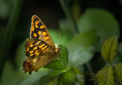 Шоколадница бабочка - Феноменальное фото в формате PNG