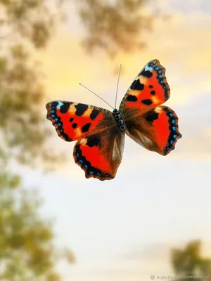 Шоколадница бабочка - Привлекательная картинка в формате JPG