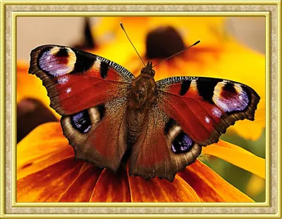 Шоколадница бабочка - Впечатляющий снимок для использования в дизайне