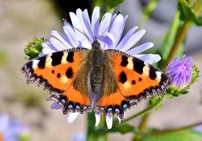 Фотка бабочки Шоколадница - Атмосферное изображение для скачивания